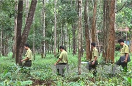 Tây Nguyên đặt mục tiêu hoàn thành trồng mới hơn 12.500 ha rừng 